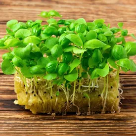 Микрозелень базилика зеленого XXL